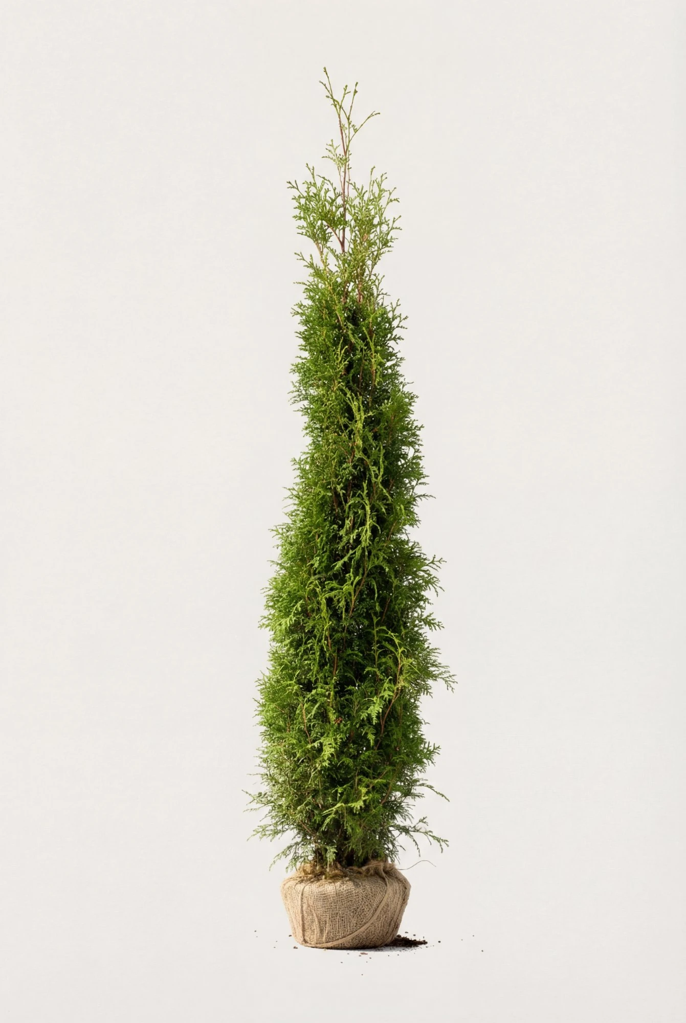 Tuja Brabant hekk Budsjettpakke med rotball 200-240cm - Gir umiddelbar innsyn