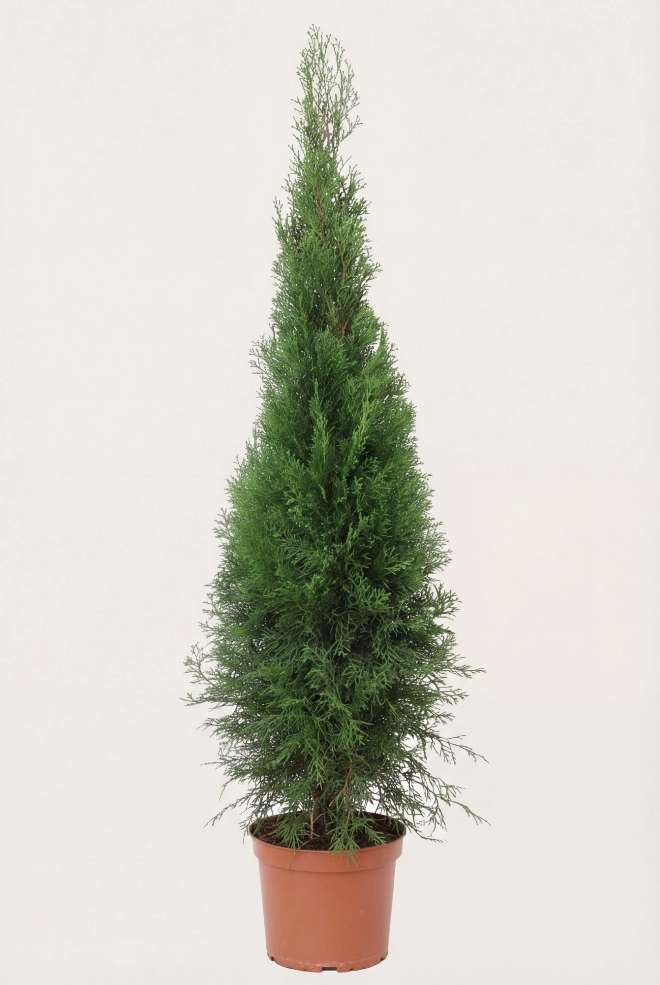 Tuja Smaragd hekk Budsjettpakke i potte 80-120cm - Gir umiddelbar innsyn