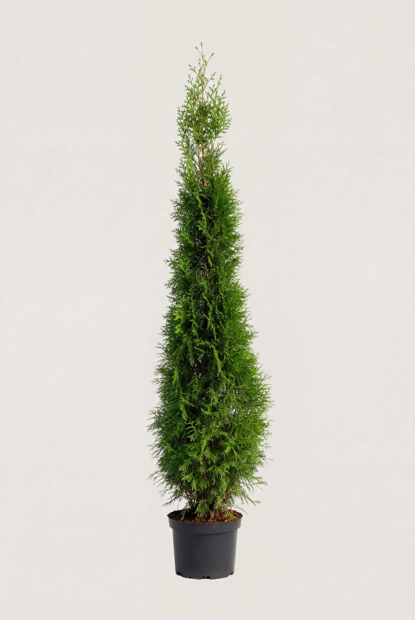 Tuja Smaragd hekk Budsjettpakke i potte 160-200cm - Gir umiddelbar innsyn