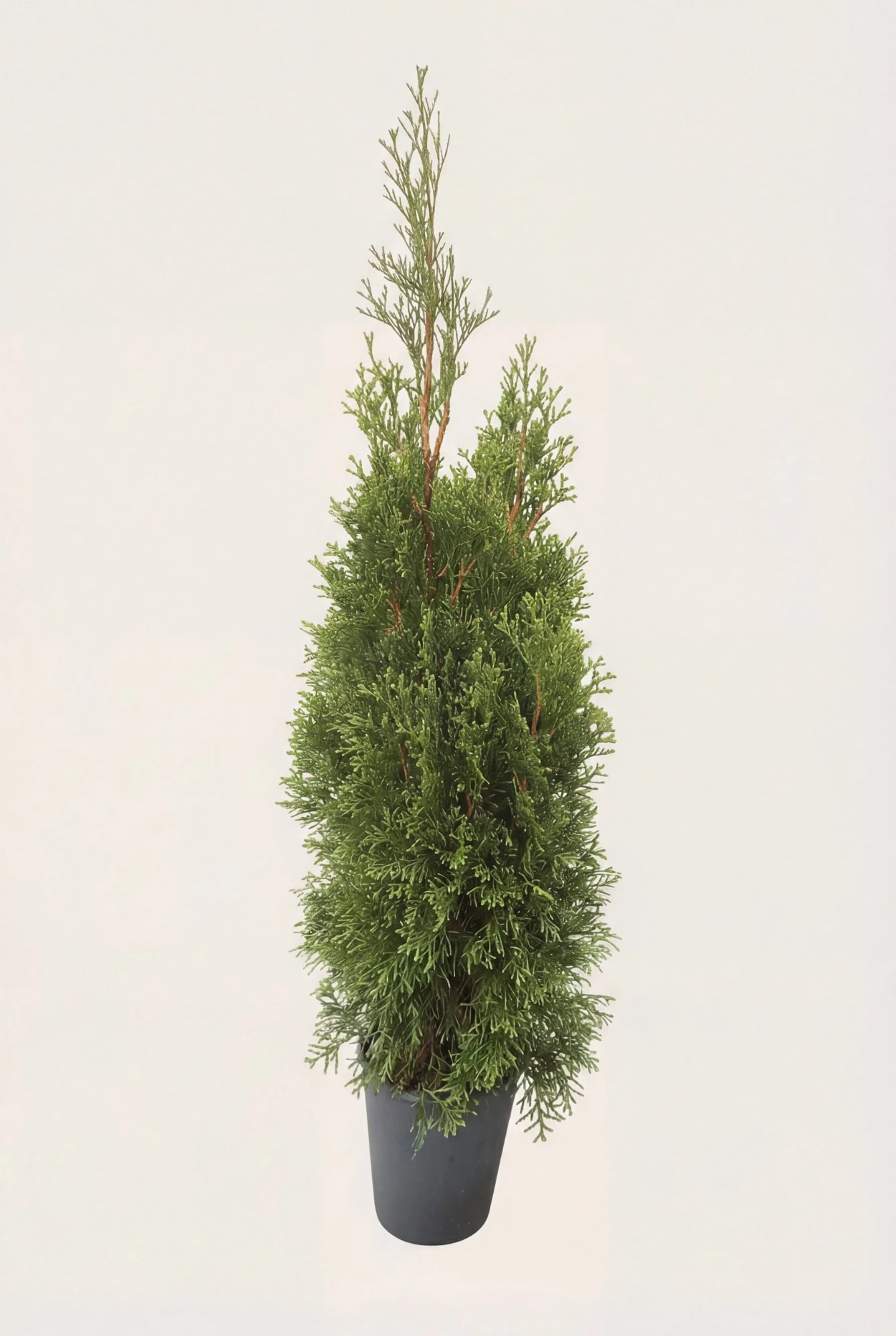 Tuja Smaragd hekk Budsjettpakke i potte 40-80cm - Gir umiddelbar innsyn