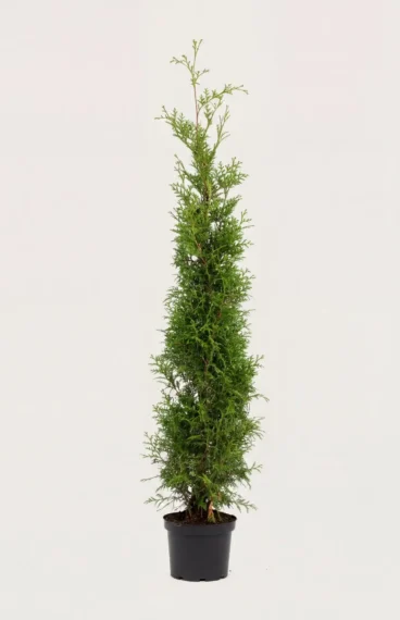 Tuja Brabant hekk Budsjettpakke i potte 120-160cm - Gir umiddelbar innsyn
