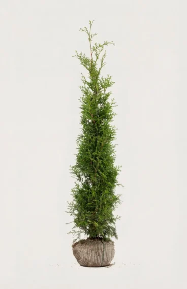 Tuja Brabant hekk Budsjettpakke med rotball 120-160cm - Gir umiddelbar innsyn