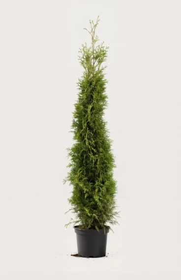 Tuja Brabant hekk Budsjettpakke i potte 160-200cm - Gir umiddelbar innsyn