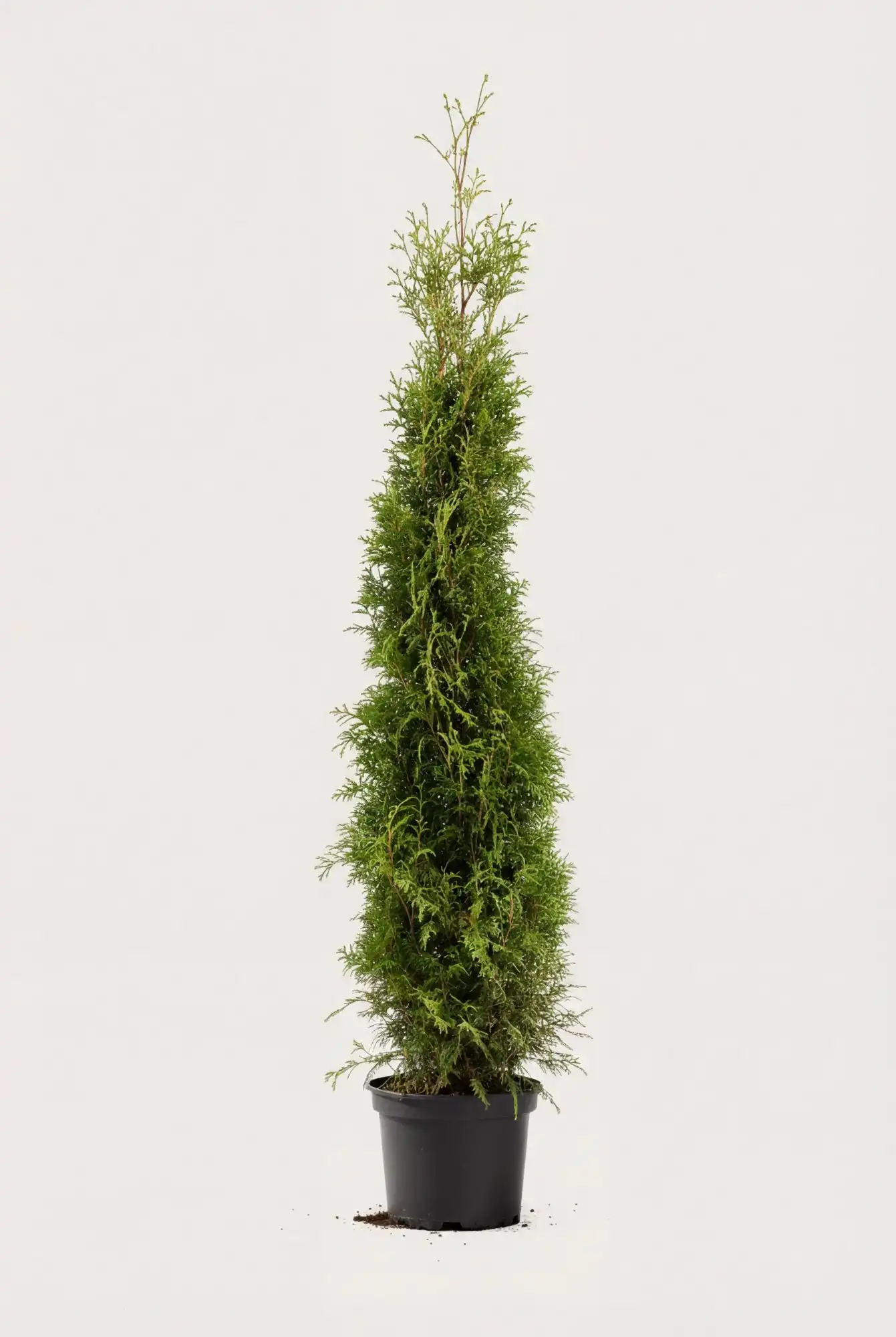 Tuja Brabant hekk Budsjettpakke i potte 160-200cm - Gir umiddelbar innsyn