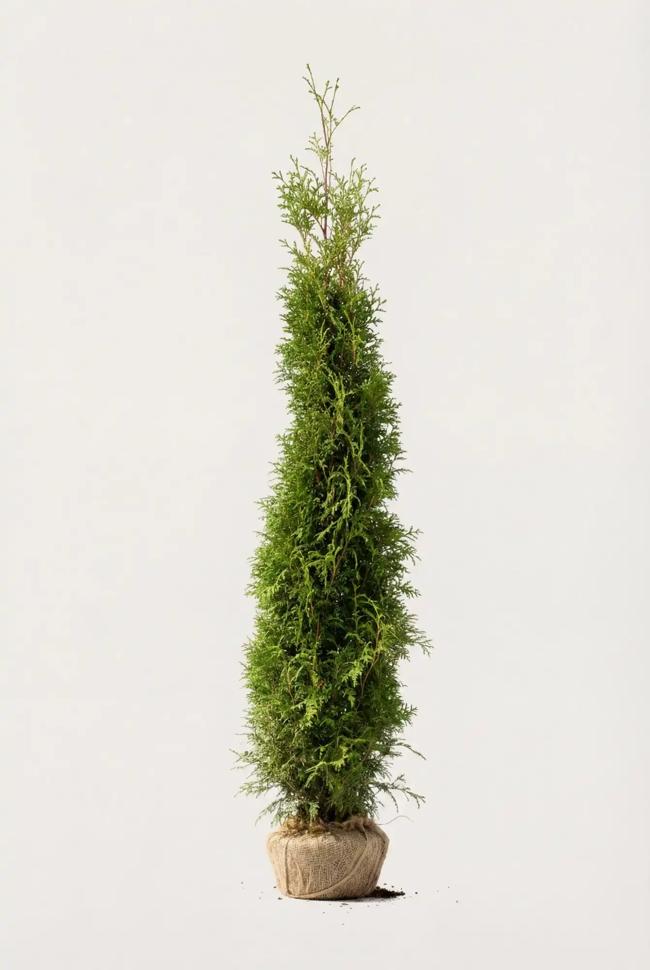 Tuja Brabant hekk Budsjettpakke med rotball 200-240cm - Gir umiddelbar innsyn
