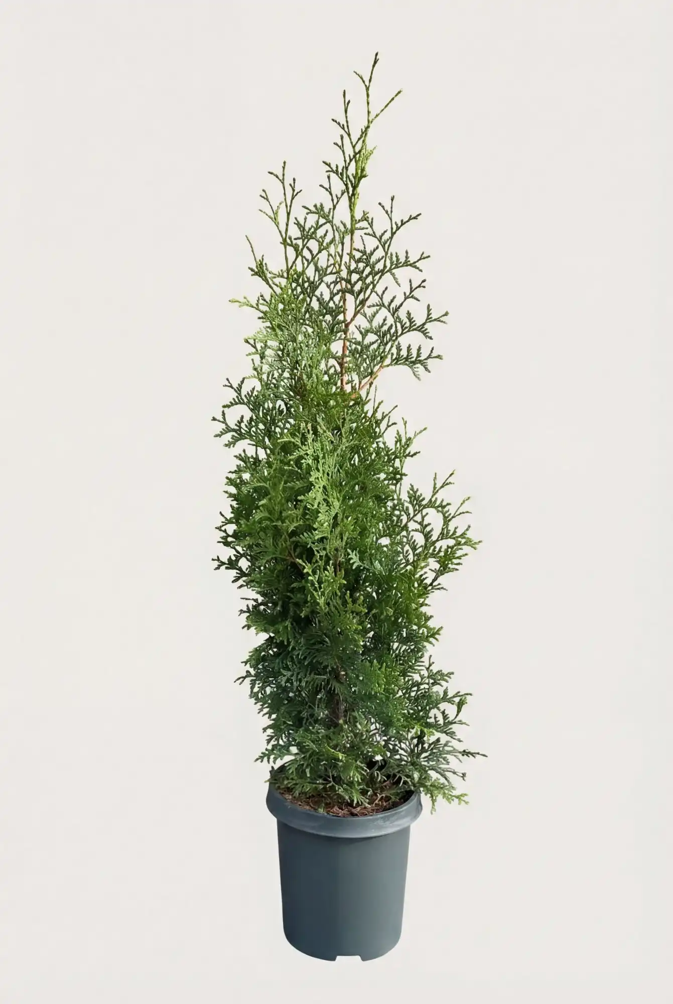 Tuja Brabant hekk Budsjettpakke i potte 40-80cm - Gir umiddelbar innsyn