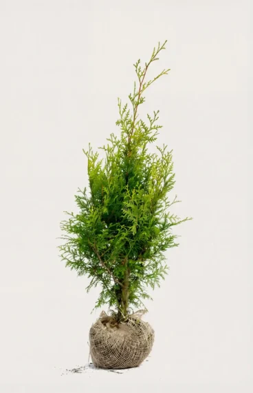 Tuja Brabant hekk Budsjettpakke med rotball 40-80cm - Gir umiddelbar innsyn