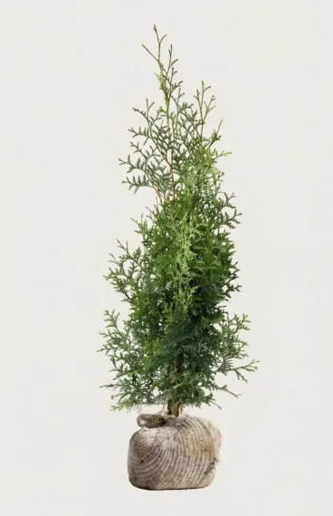 Tuja Brabant hekk Budsjettpakke med rotball 80-120cm - Gir umiddelbar innsyn