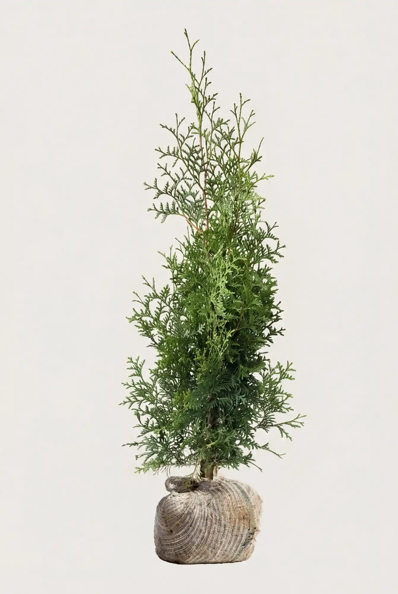 Tuja Brabant hekk Budsjettpakke med rotball 80-120cm - Gir umiddelbar innsyn