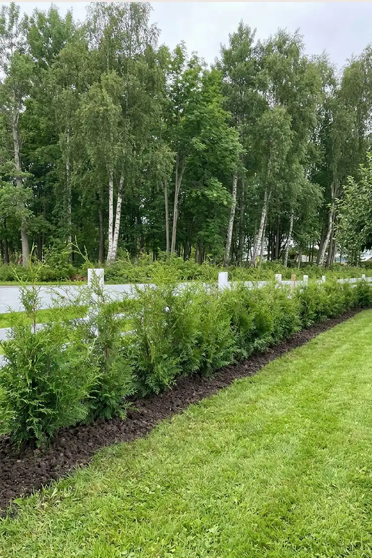 Tuja Brabant Krukke 200-240cm - Bilde 5