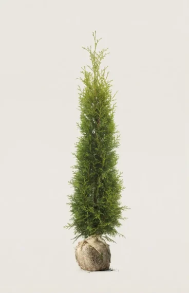 Tuja King of Brabant hekk Budsjettpakke med rotball 120-160cm - Gir umiddelbar innsyn