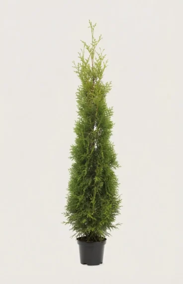 Tuja King of Brabant hekk Budsjettpakke i potte 160-200cm - Gir umiddelbar innsyn