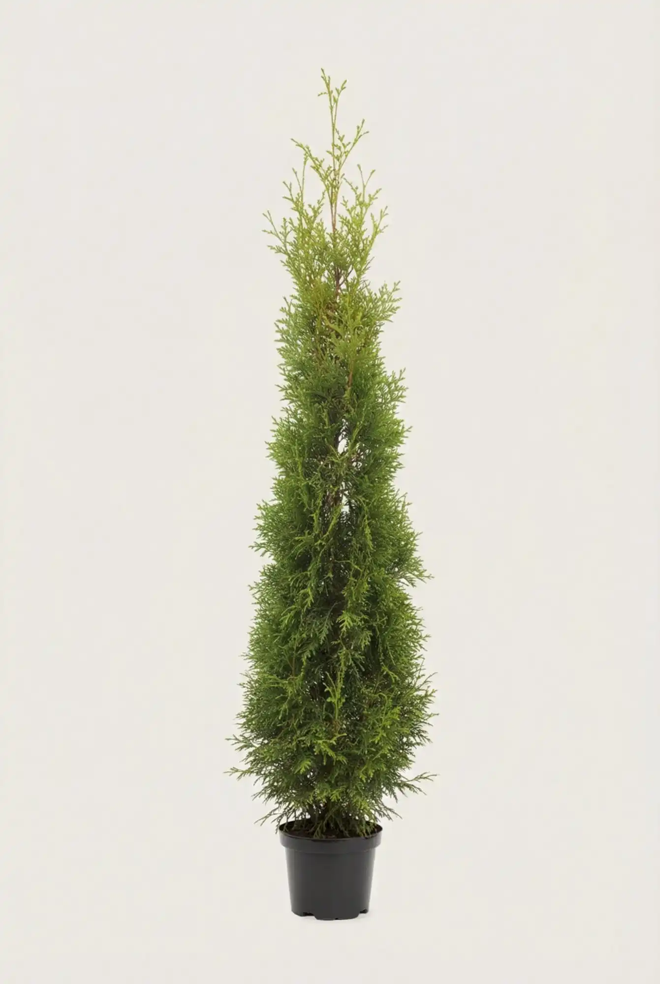 Tuja King of Brabant hekk Budsjettpakke i potte 160-200cm - Gir umiddelbar innsyn