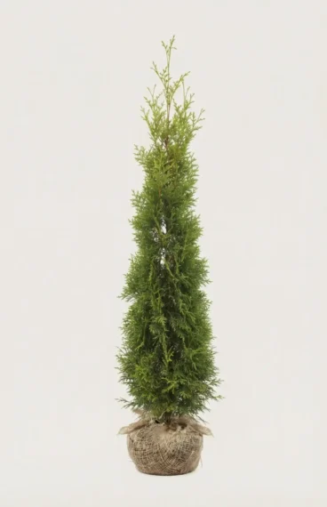 Tuja King of Brabant hekk Budsjettpakke med rotball 160-200cm - Gir umiddelbar innsyn