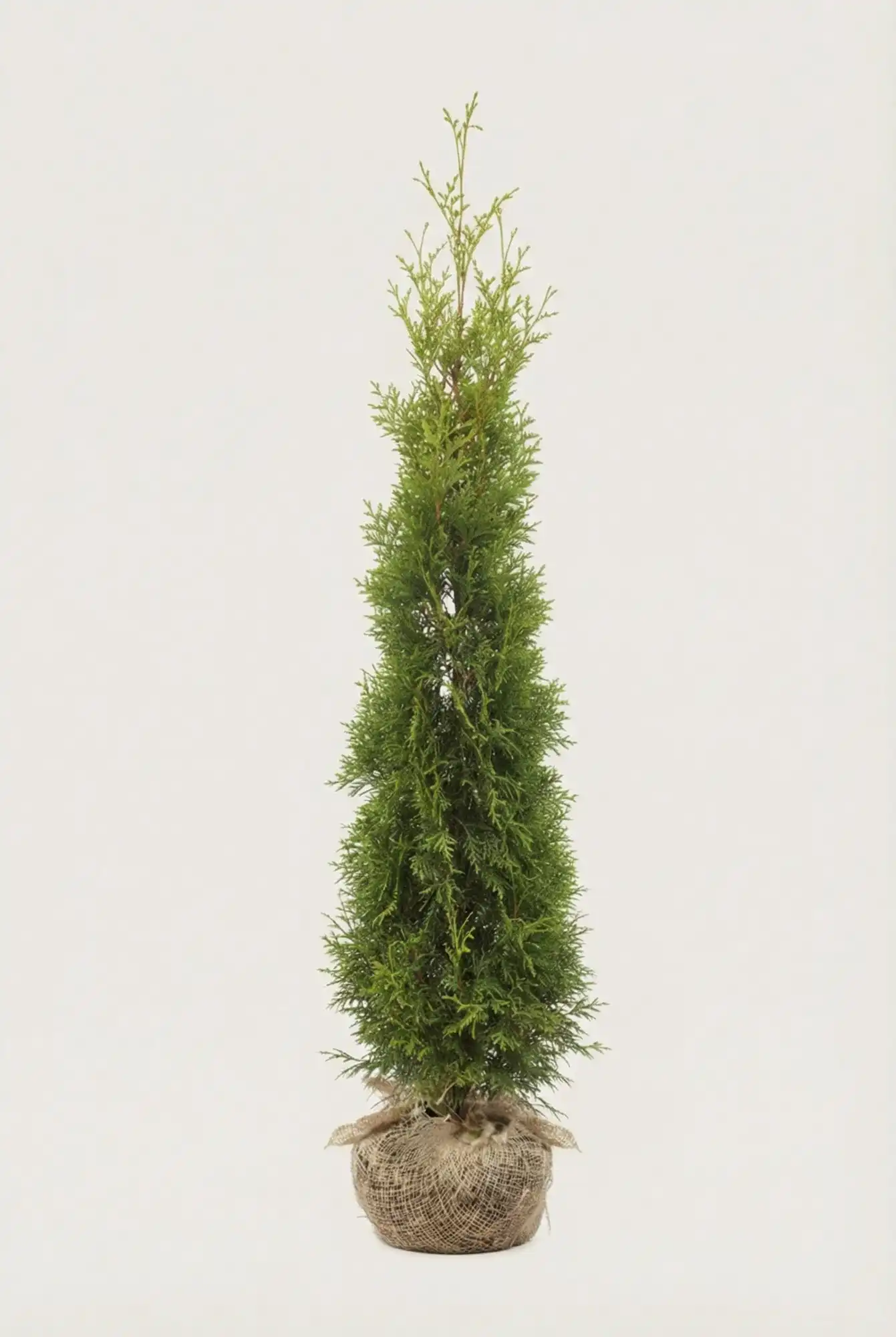 Tuja King of Brabant hekk Budsjettpakke med rotball 160-200cm - Gir umiddelbar innsyn