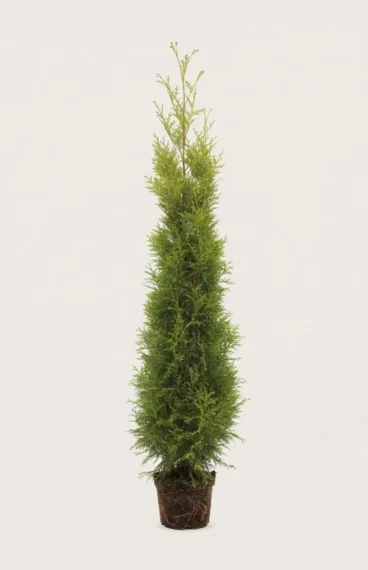 Tuja King of Brabant hekk Budsjettpakke i potte 200-240cm - Gir umiddelbar innsyn
