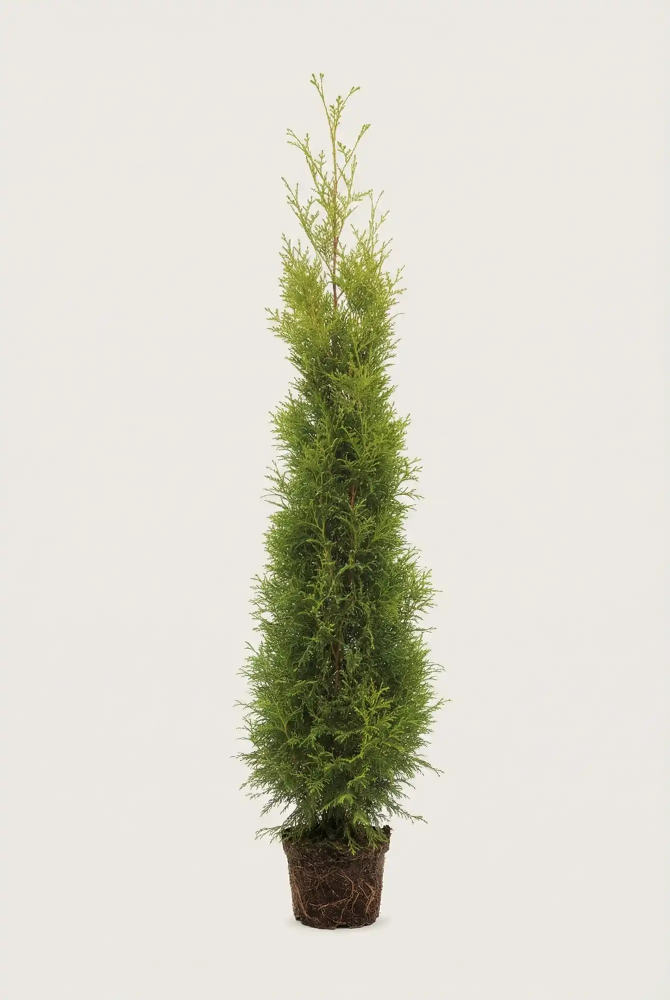 Tuja King of Brabant hekk Budsjettpakke i potte 200-240cm - Gir umiddelbar innsyn