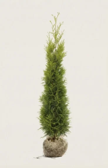 Tuja King of Brabant hekk Budsjettpakke med rotball 200-240cm - Gir umiddelbar innsyn