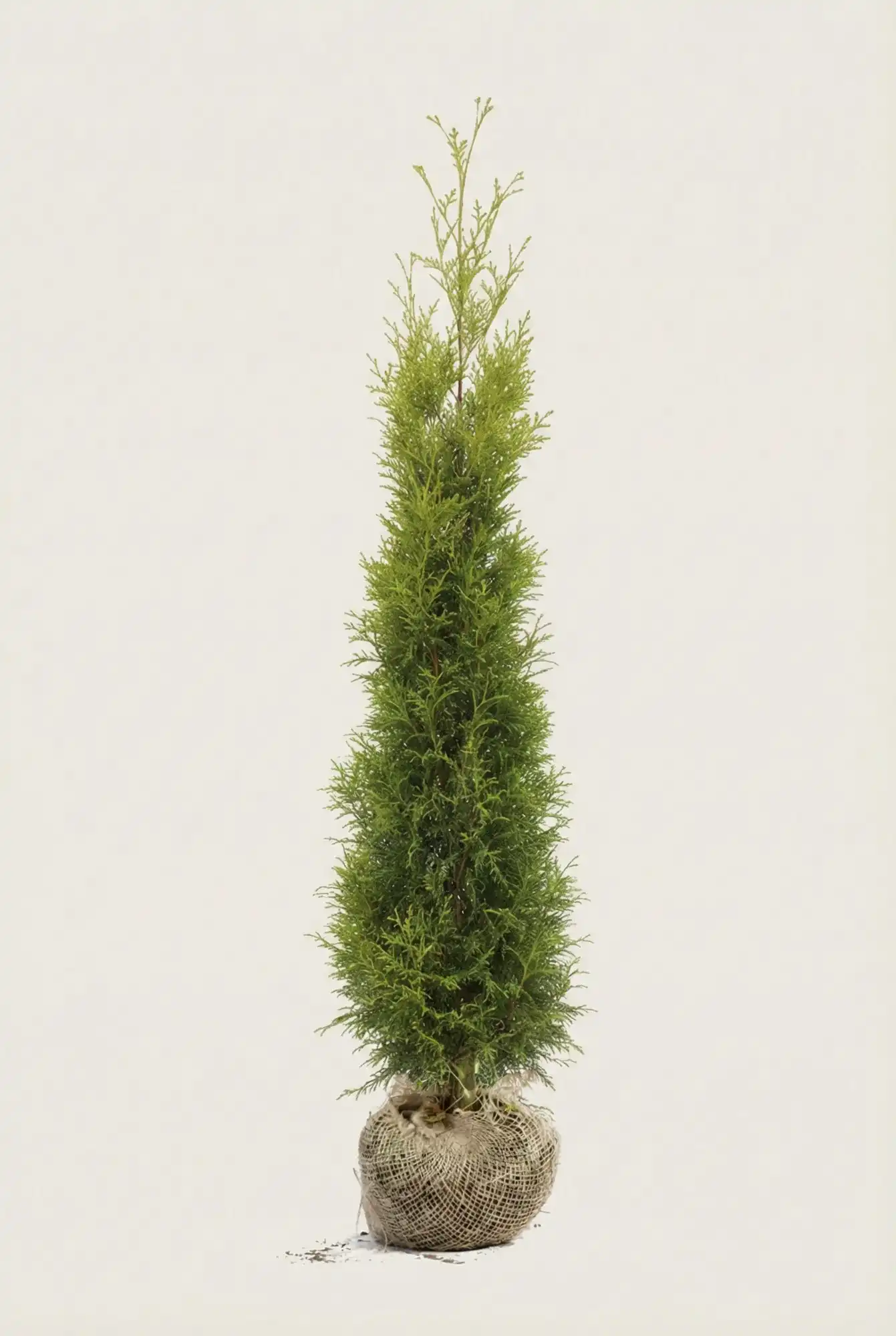 Tuja King of Brabant hekk Budsjettpakke med rotball 200-240cm - Gir umiddelbar innsyn