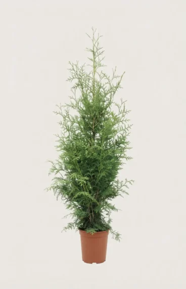 Tuja King of Brabant hekk Budsjettpakke i potte 40-80cm - Gir umiddelbar innsyn