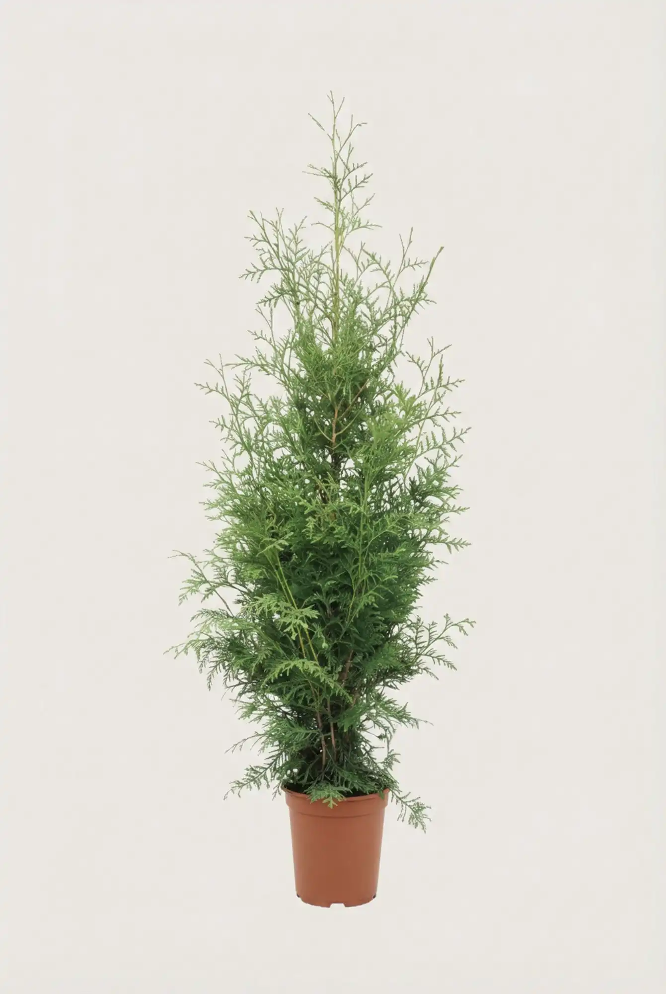 Tuja King of Brabant hekk Budsjettpakke i potte 40-80cm - Gir umiddelbar innsyn