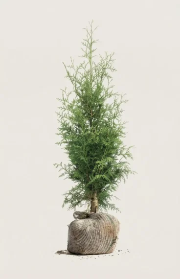 Tuja King of Brabant hekk Budsjettpakke med rotball 40-80cm - Gir umiddelbar innsyn