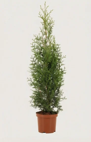 Tuja King of Brabant hekk Budsjettpakke i potte 80-120cm - Gir umiddelbar innsyn