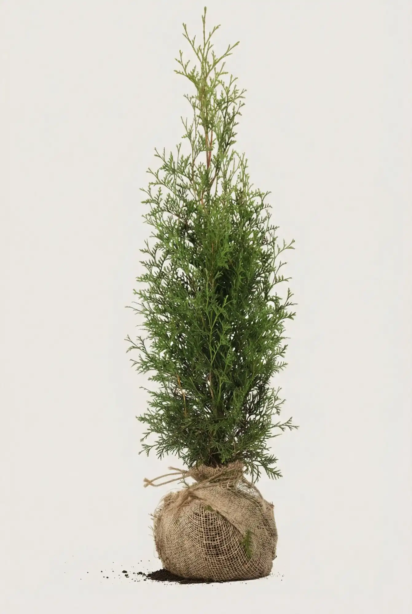 Tuja King of Brabant hekk Budsjettpakke med rotball 80-120cm - Gir umiddelbar innsyn