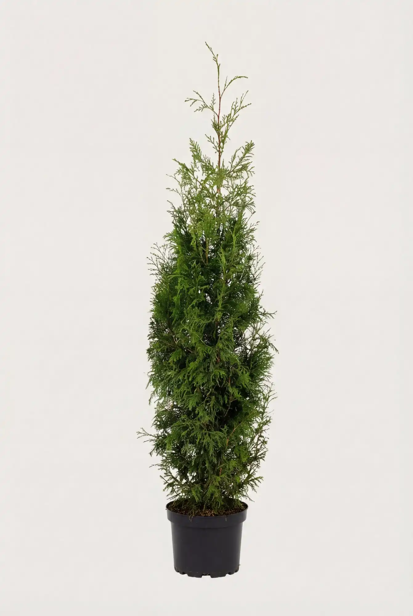 Kjempetuja hekk Budsjettpakke i potte 120-160cm - Gir umiddelbar innsyn