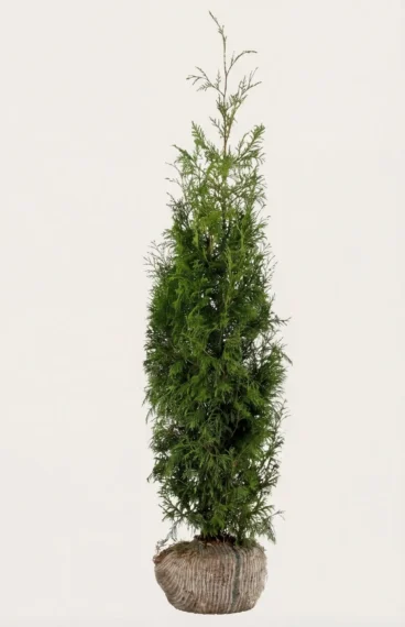 Kjempetuja hekk Budsjettpakke med rotball 120-160cm - Gir umiddelbar innsyn