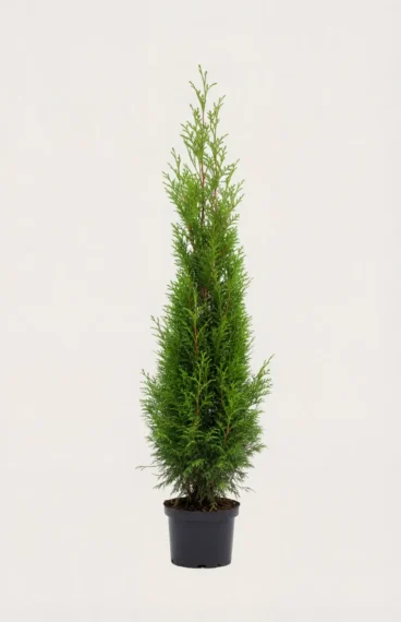 Kjempetuja hekk Budsjettpakke i potte 160-200cm - Gir umiddelbar innsyn