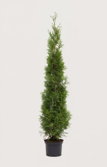 Kjempetuja hekk Budsjettpakke i potte 200-240cm - Gir umiddelbar innsyn