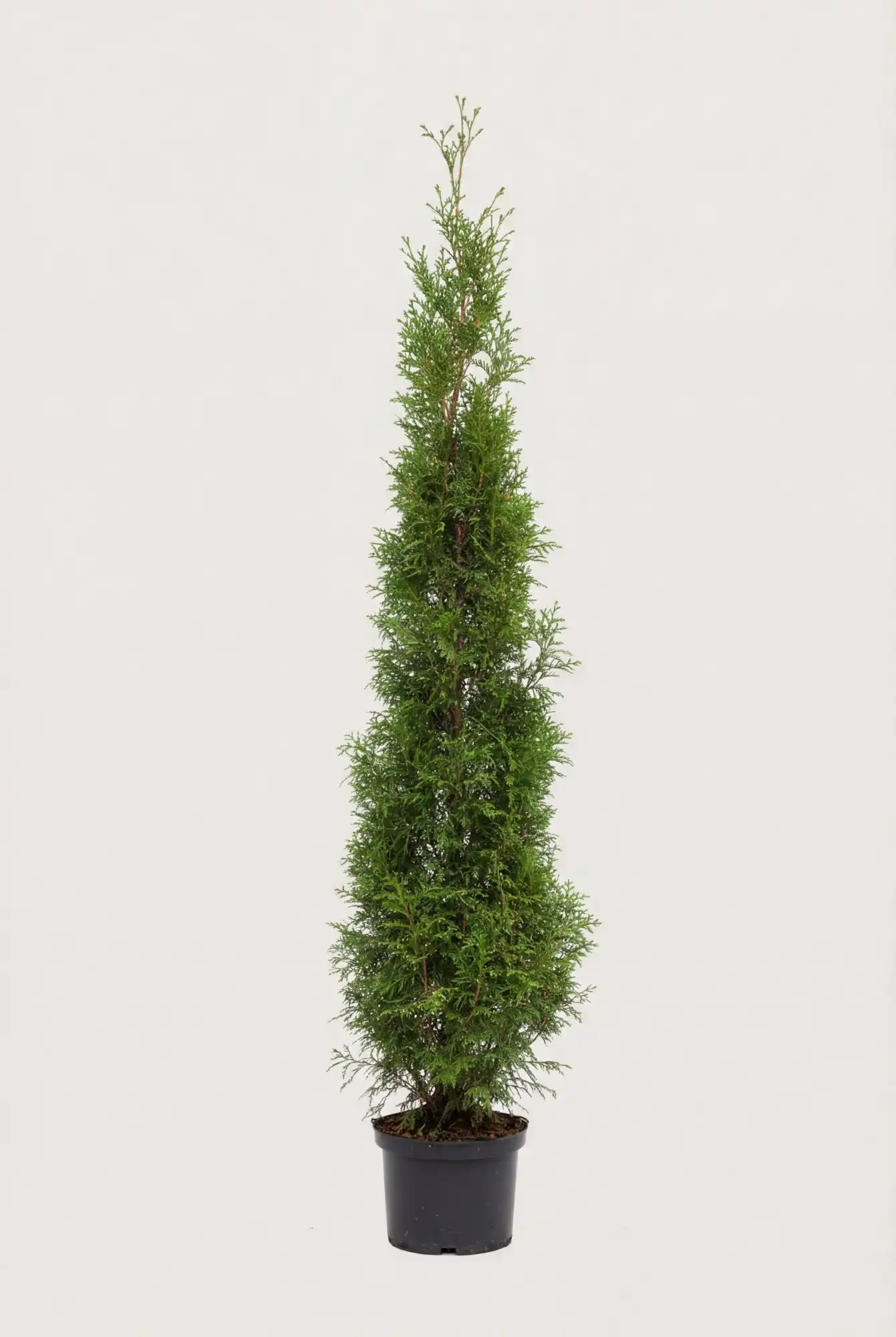 Kjempetuja hekk Budsjettpakke i potte 200-240cm - Gir umiddelbar innsyn