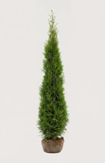 Kjempetuja hekk Budsjettpakke med rotball 200-240cm - Gir umiddelbar innsyn