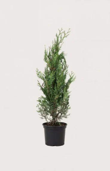Kjempetuja hekk Budsjettpakke i potte 40-80cm - Gir umiddelbar innsyn