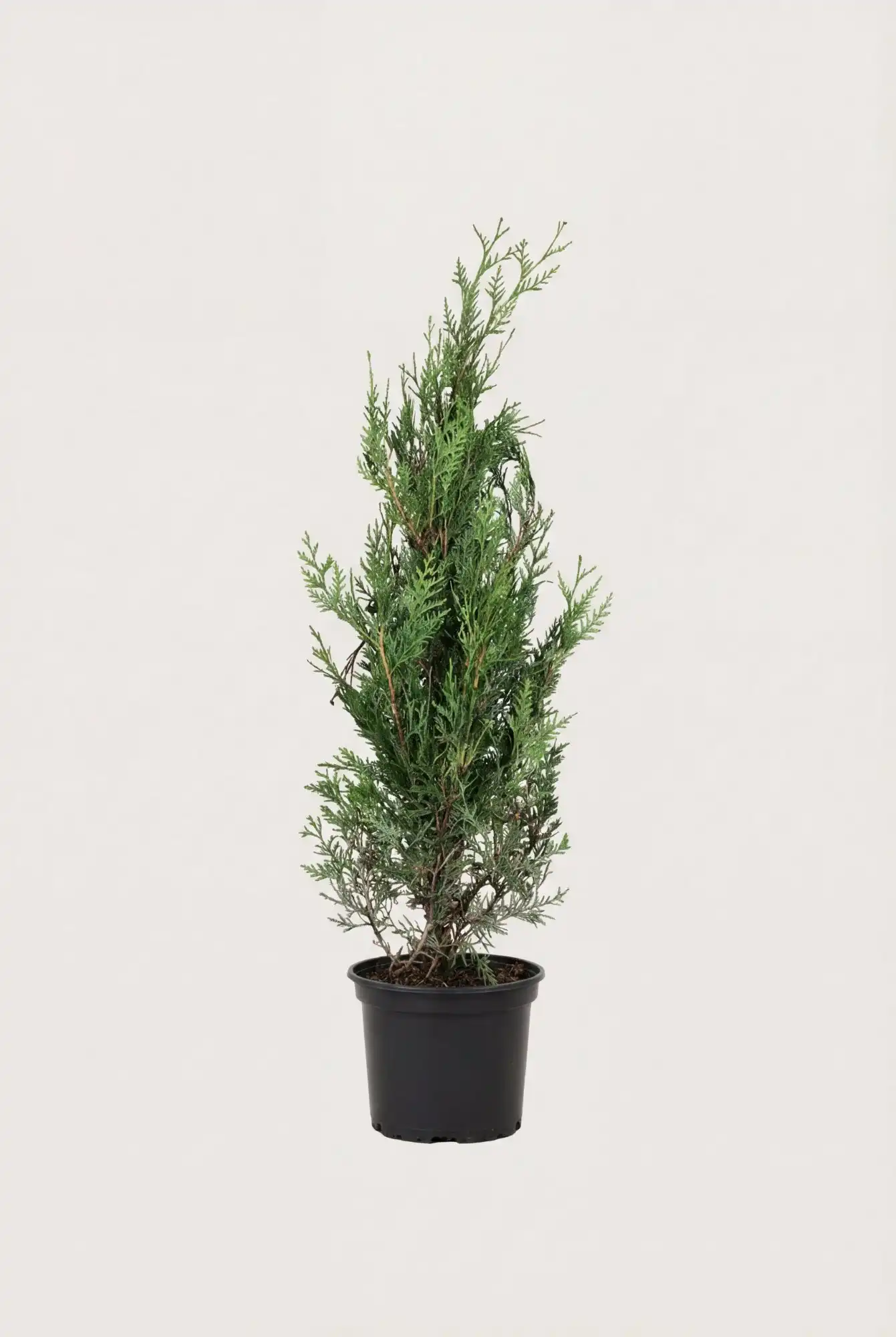 Kjempetuja hekk Budsjettpakke i potte 40-80cm - Gir umiddelbar innsyn