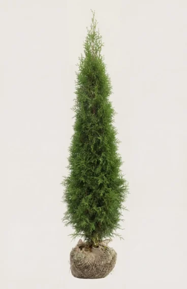 Tuja Smaragd hekk Budsjettpakke med rotball 120-160cm - Gir umiddelbar innsyn