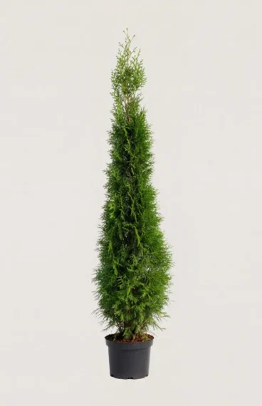 Tuja Smaragd hekk Budsjettpakke i potte 160-200cm - Gir umiddelbar innsyn