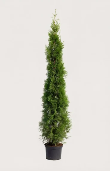 Tuja Smaragd hekk Budsjettpakke i potte 200-240cm - Gir umiddelbar innsyn