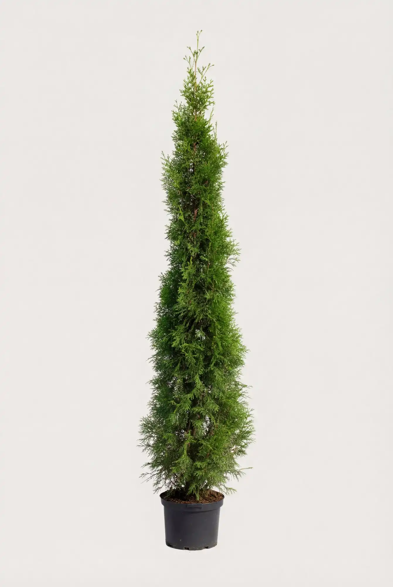Tuja Smaragd hekk Budsjettpakke i potte 200-240cm - Gir umiddelbar innsyn