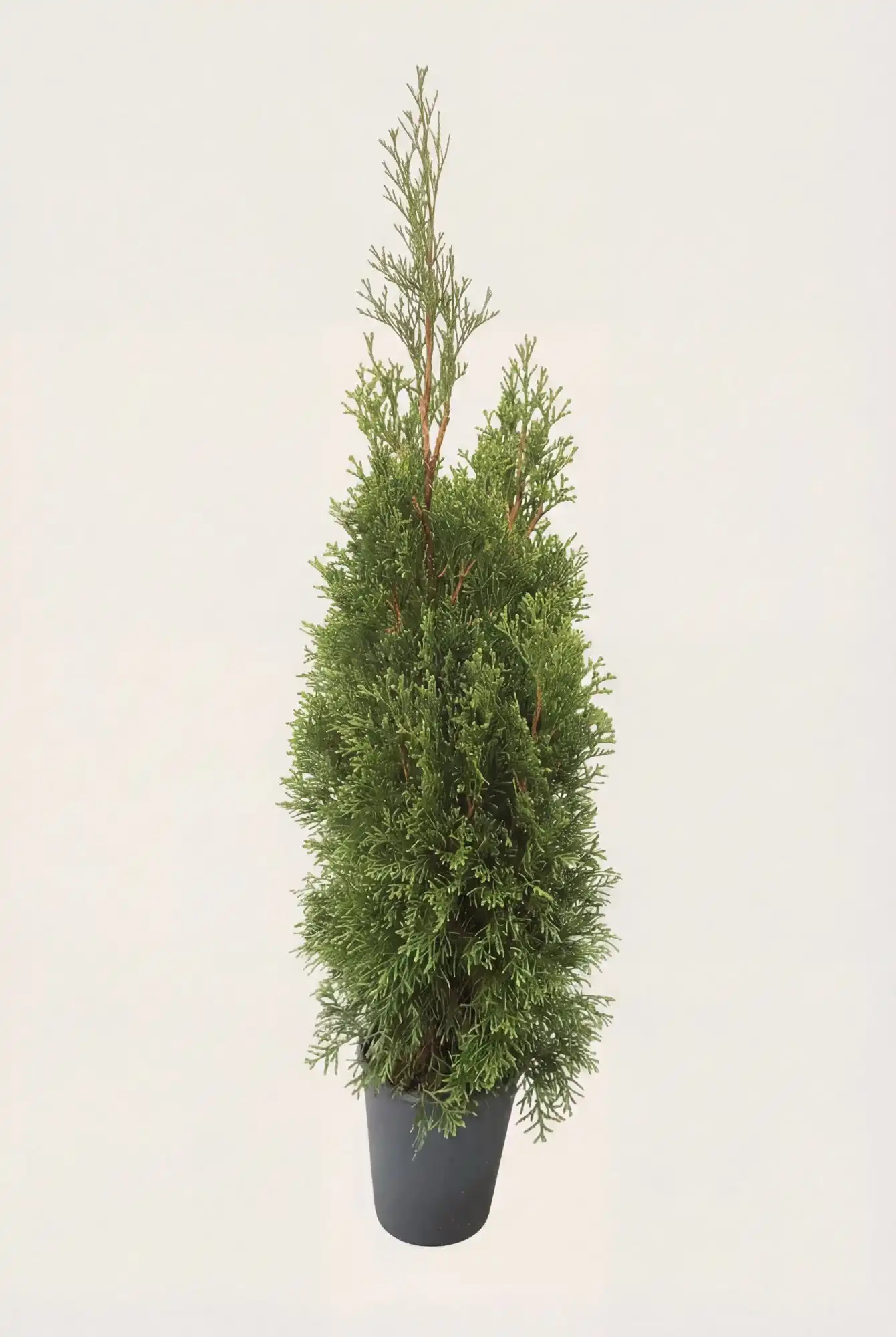 Tuja Smaragd hekk Budsjettpakke i potte 40-80cm - Gir umiddelbar innsyn
