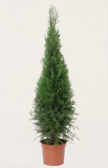 Tuja Smaragd hekk Budsjettpakke i potte 80-120cm - Gir umiddelbar innsyn