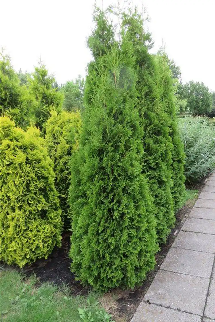 Tuja King of Brabant Krukke 80-120cm - Bilde 4