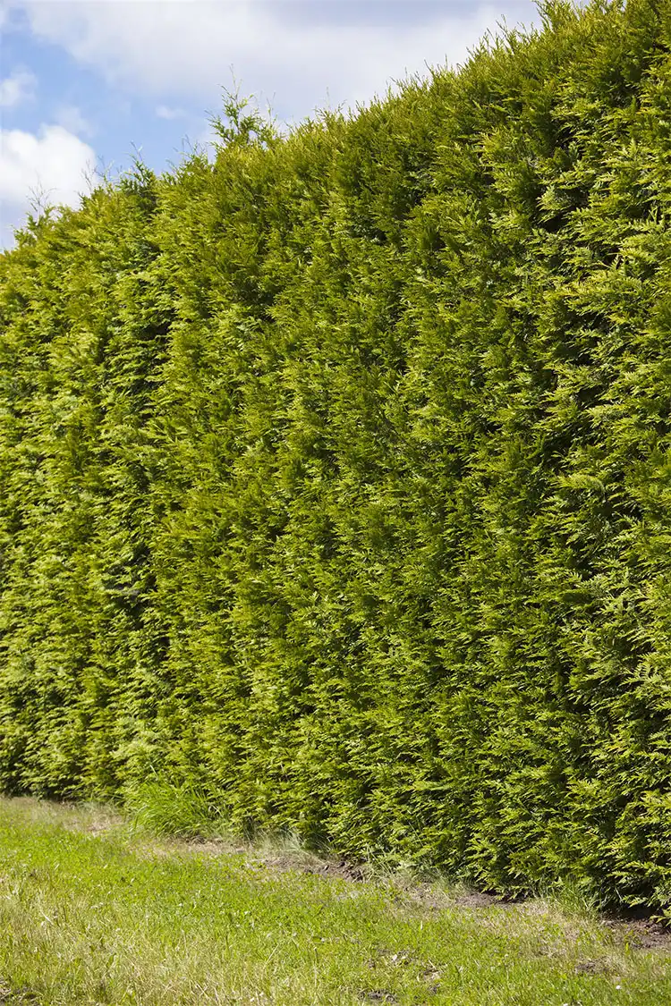 Tuja Smaragd Krukke 40-80cm - Bilde 4