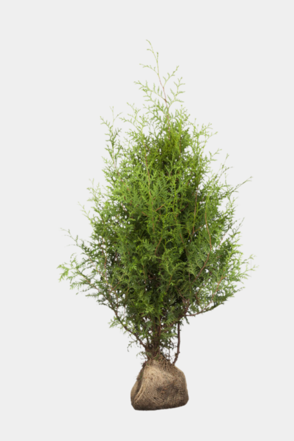 Tuja Brabant rotklump 60cm-100cm 60-pakning