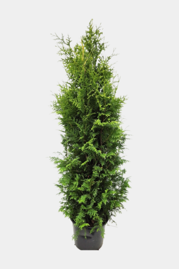 Tuja Brabant krukke 220cm-260cm 15-pakning