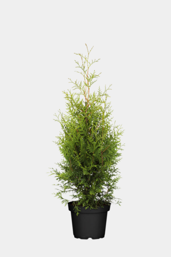 Tuja Brabant krukke 100cm-140cm 65-pakning