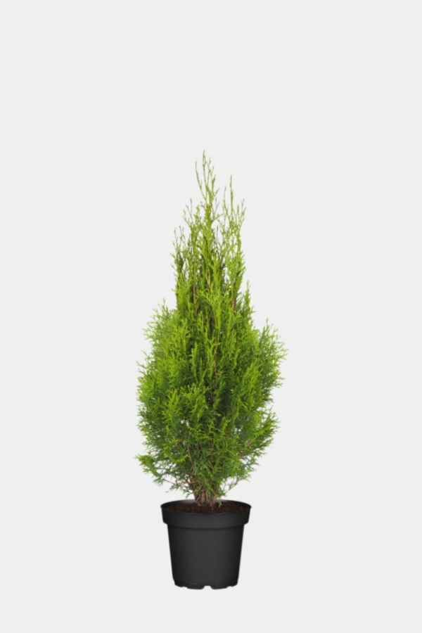 Tuja Smaragd krukke 100cm-140cm 65-pakning