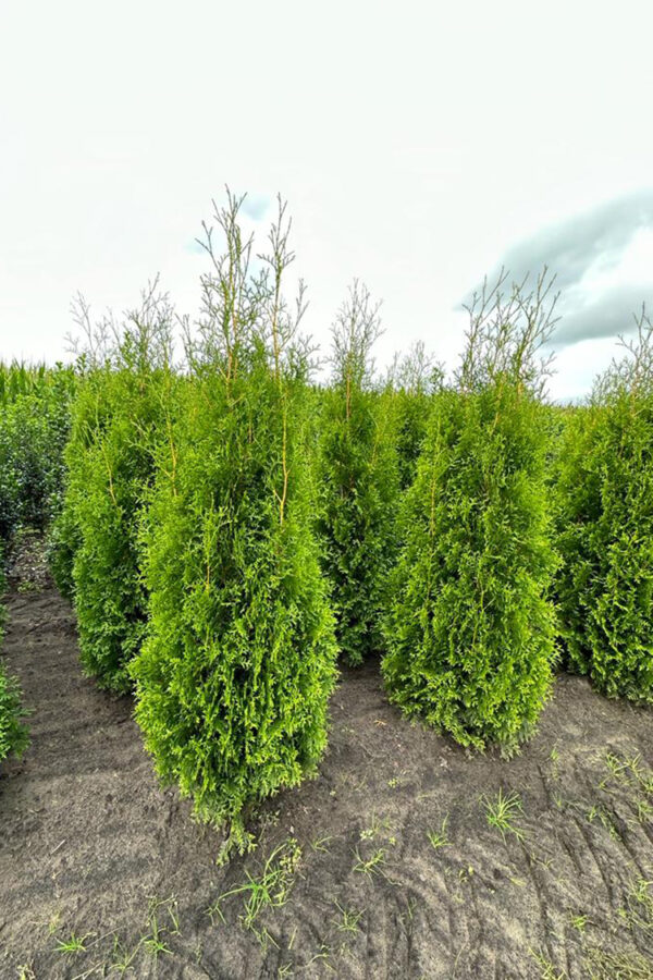 Tuja King of Brabant krukke 140cm - 180cm 50-pakning