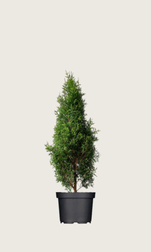 Thuja king of brabant
